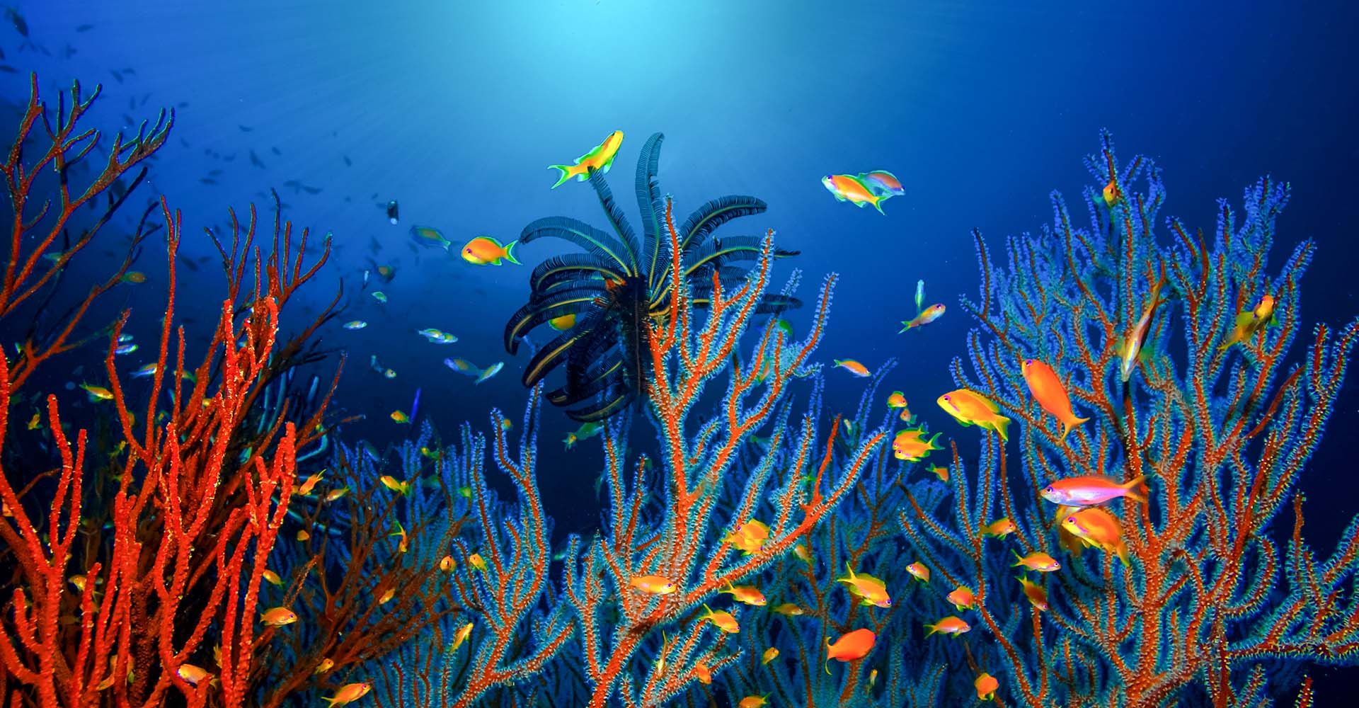 Diving in South Malé Atoll